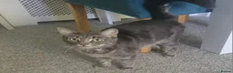 Mixed Breed cats for sale: Beautiful girl tabbies - Advert 5