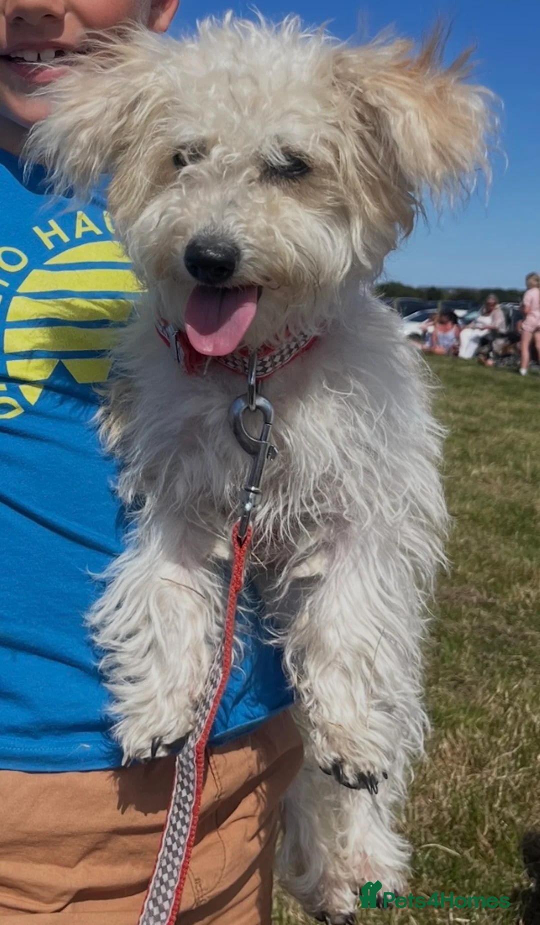 Mixed Breed dogs for sale: Poochon: 87.5% (and 12.5% jack russell) - Advert 19