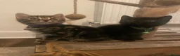 Mixed Breed cats for sale: 4 beautiful Bengal x sisters  in London - Advert 7