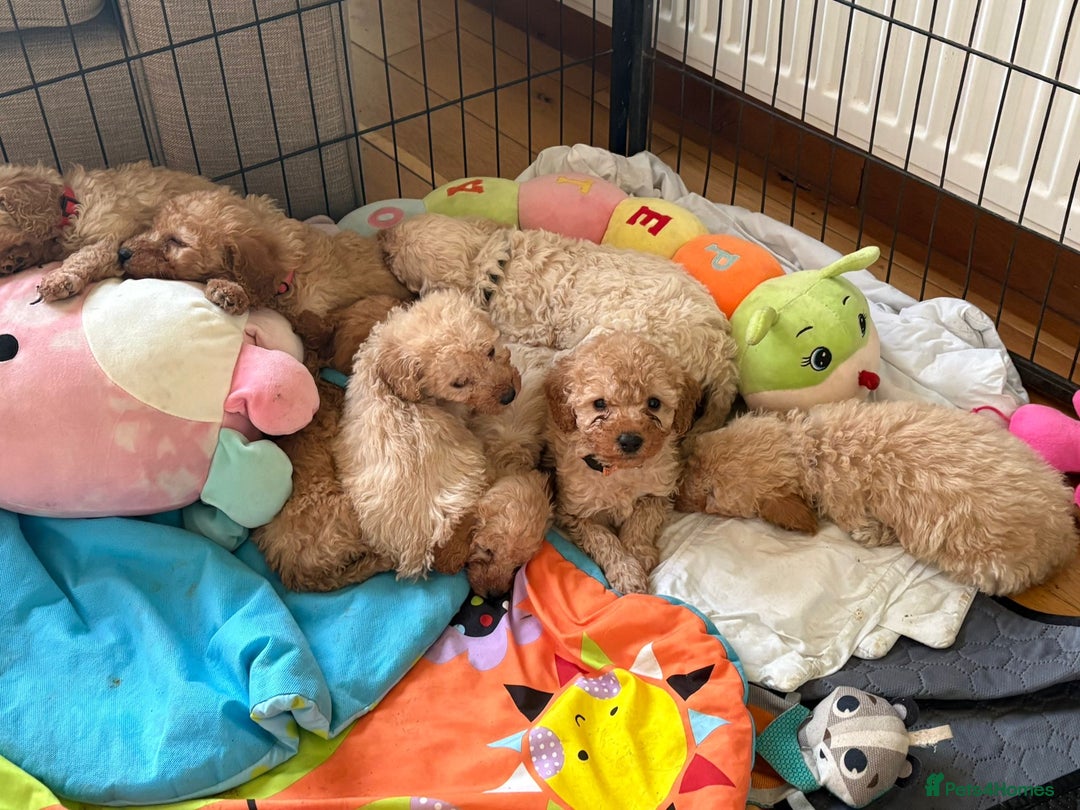 Cockapoo dogs for sale: Teddy bear cute Tiny Cockapoos  - Advert 29