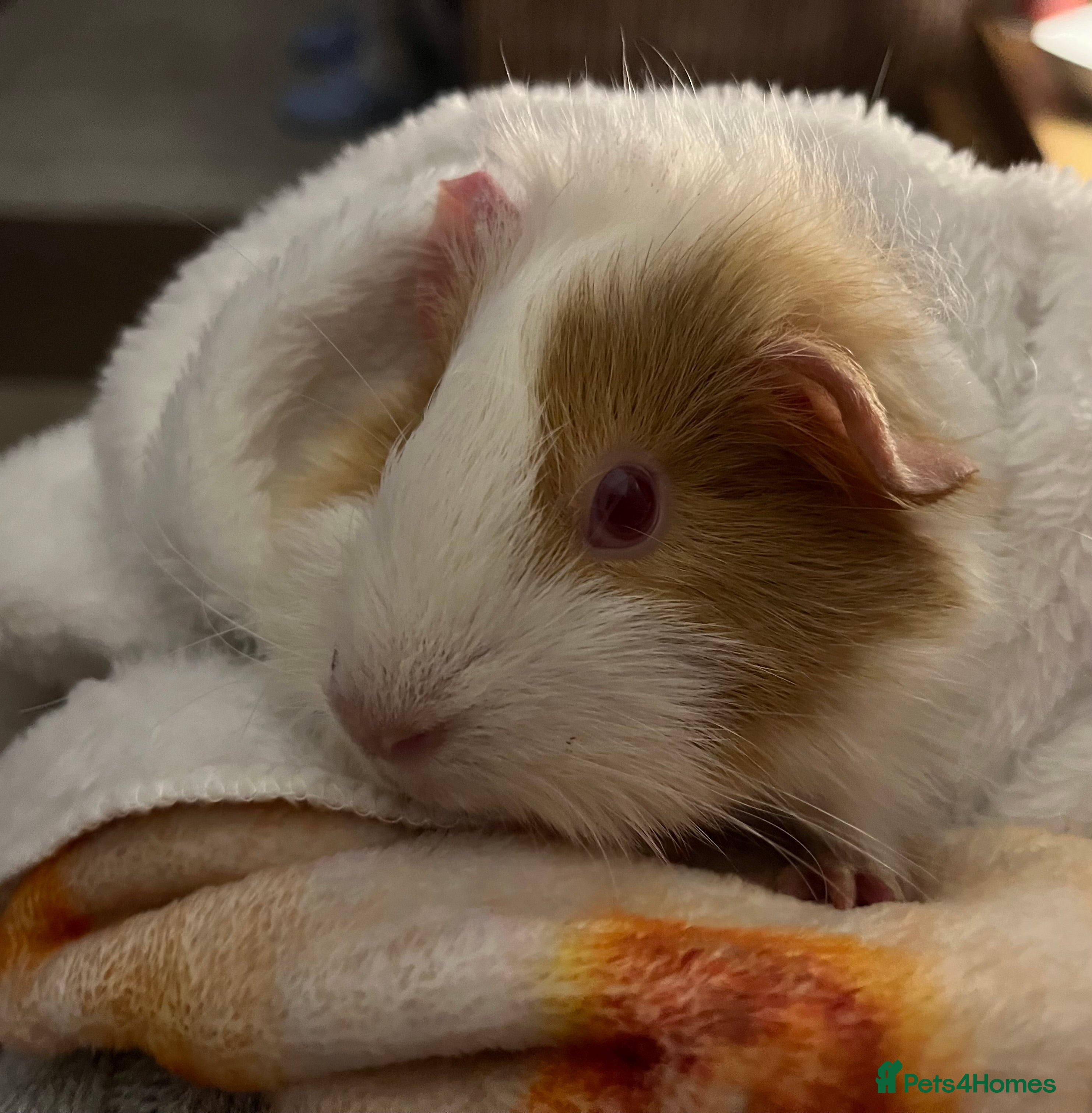 Guinea Pig rodents Female guinea pig  - Advert 1