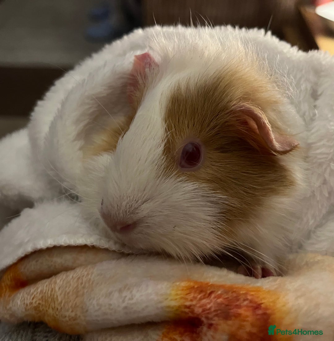 Guinea Pig rodents for sale: Female guinea pig  - Advert 1