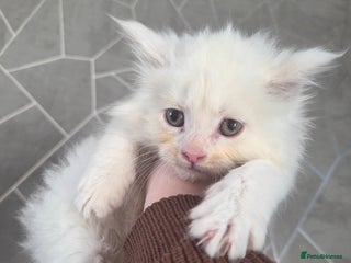 Maine Coon cats TICA registered MaineCoons 😸 - Advert 8