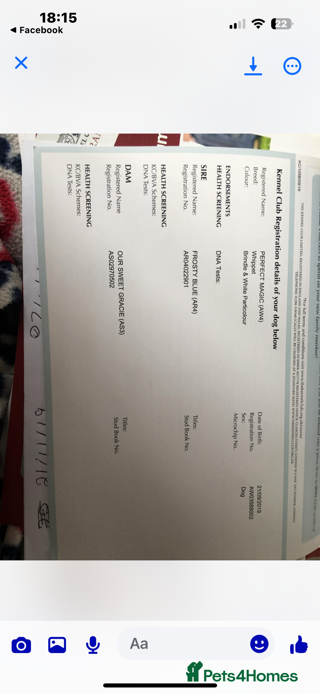 Whippet dogs for sale: whippets  - Advert 10