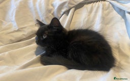 Mixed Breed cats for sale: Gorgeous female black smoke kitten 10 weeks old - Image 4