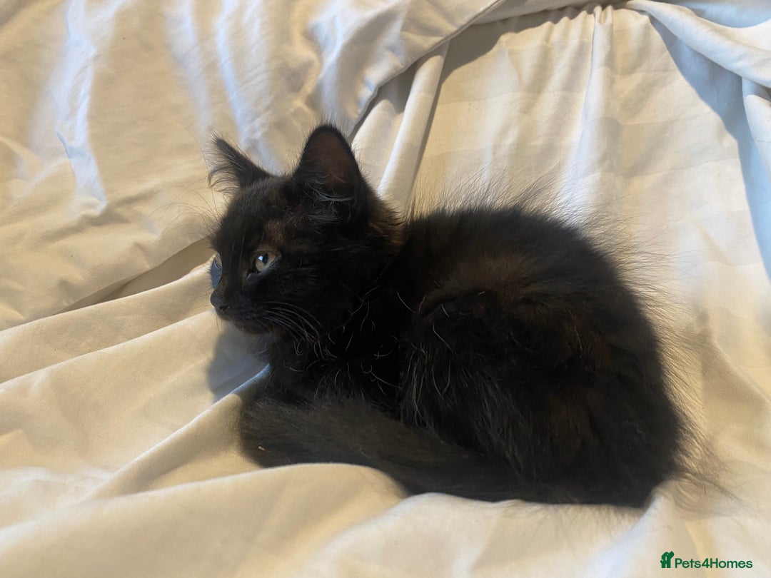 Mixed Breed cats for sale: Gorgeous female black smoke kitten 10 weeks old - Image 4