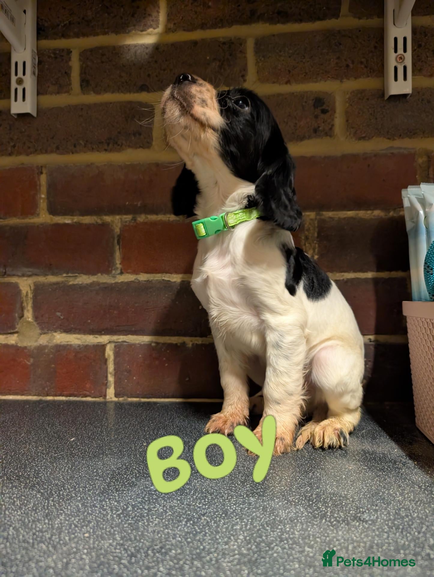 Sprocker dogs Five stunning Sprocker Spaniel Puppies - Advert 1