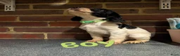 Sprocker dogs for sale: Five stunning Sprocker Spaniel Puppies - Advert 1