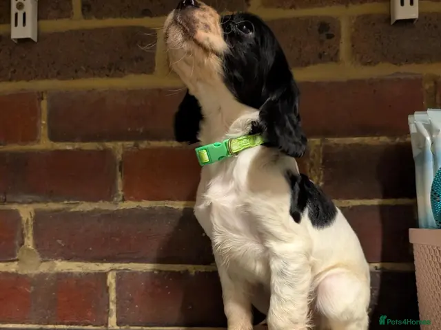 Sprocker dogs for sale: Five stunning Sprocker Spaniel Puppies - Advert 1