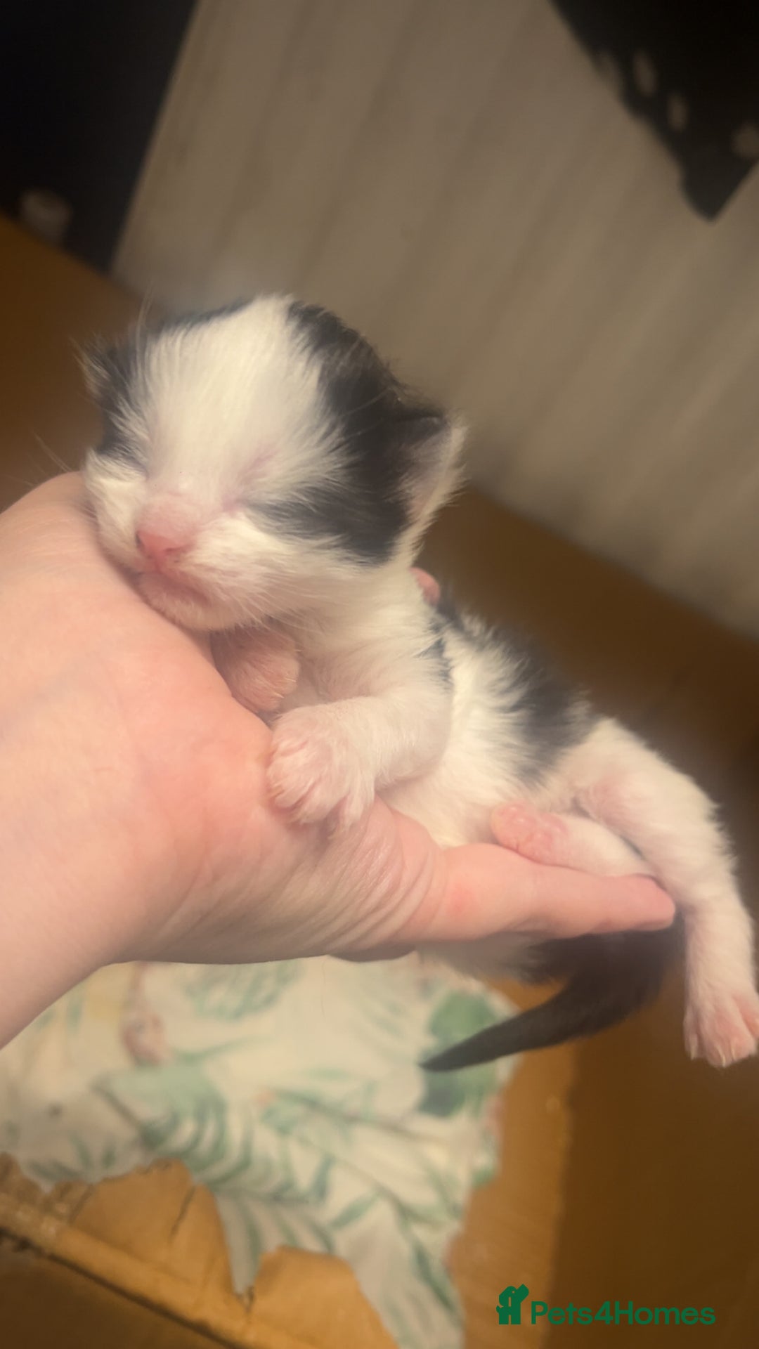 Mixed Breed cats for sale: 2 male kittens  - Advert 8