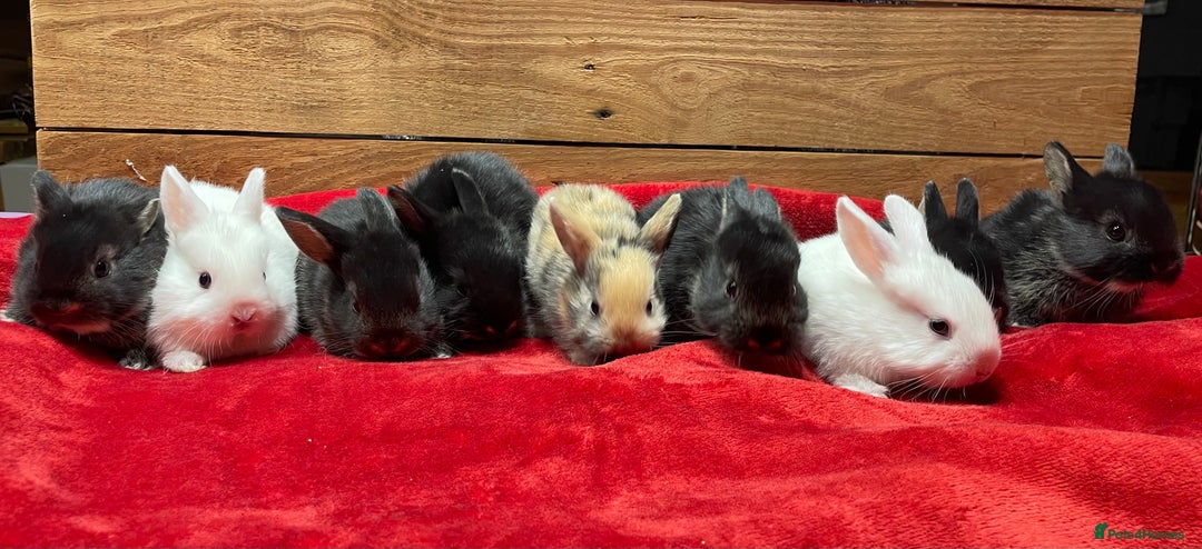 Mixed Breed rabbits for sale: Mini Lop Cross Baby Rabbits - Advert 1