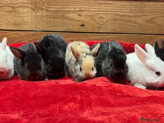 Mixed Breed rabbits Mini Lop Cross Baby Rabbits - Advert 4