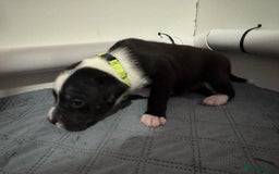 Staffordshire Bull Terrier dogs for sale: 9 chunky stuffy puppies - Image 15
