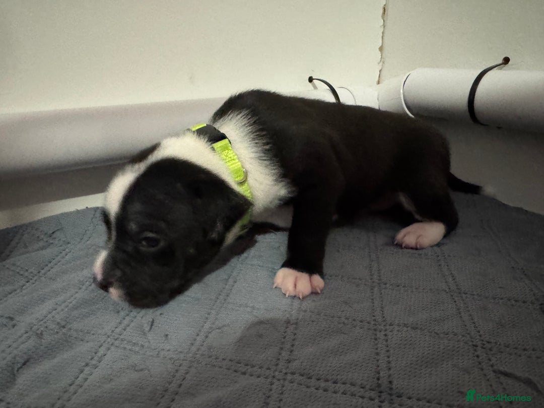 Staffordshire Bull Terrier dogs for sale: 9 chunky stuffy puppies - Image 15