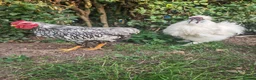 Chickens poultry for sale: Silkie, wayandotte chicken in King's Lynn - Advert 5