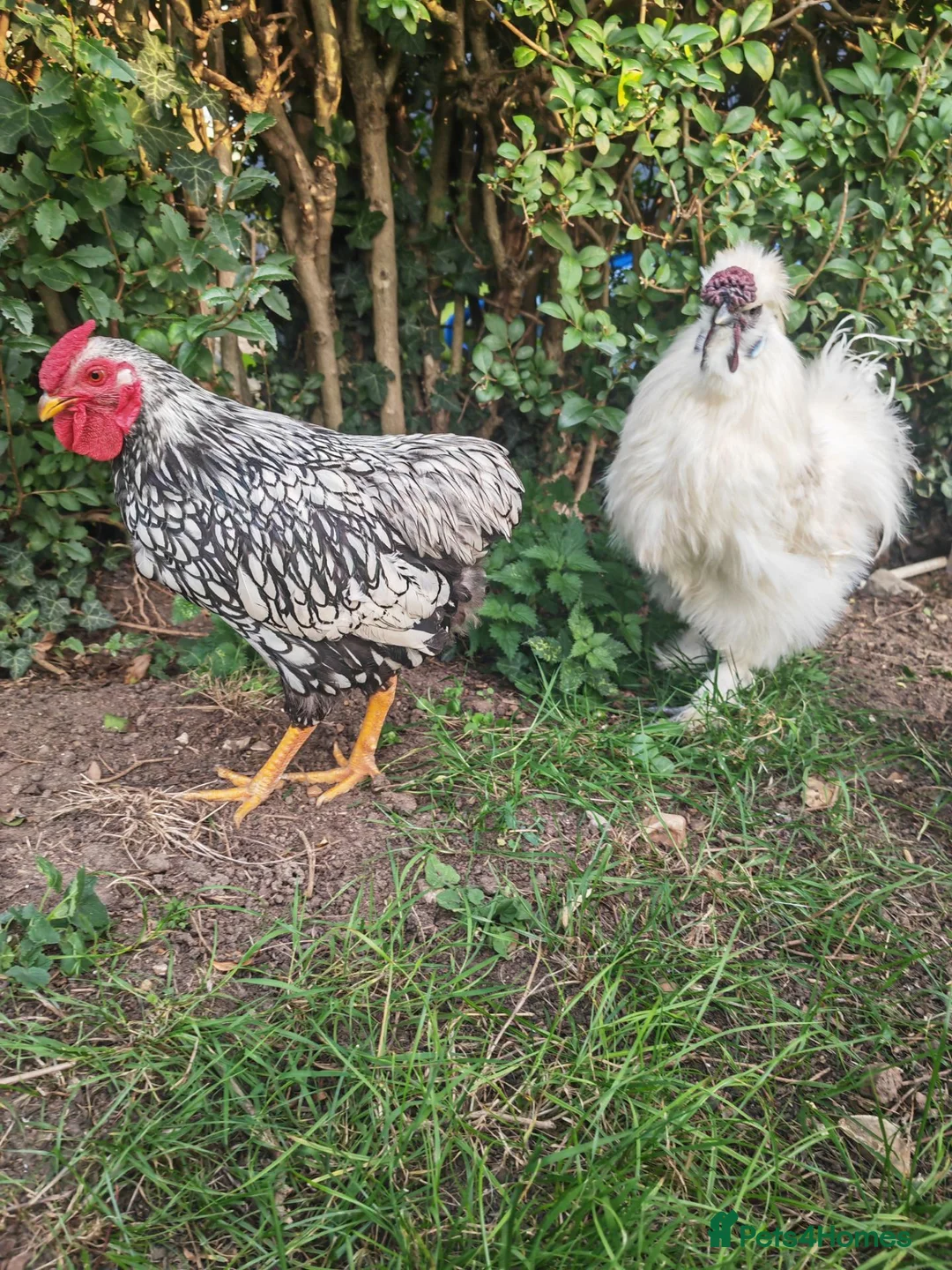 Chickens poultry for sale: Silkie, wayandotte chicken in King's Lynn - Advert 5