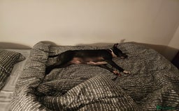 Staffordshire Bull Terrier dogs for sale: Loving & Protective Dog Looking for a Forever Home - Image 5