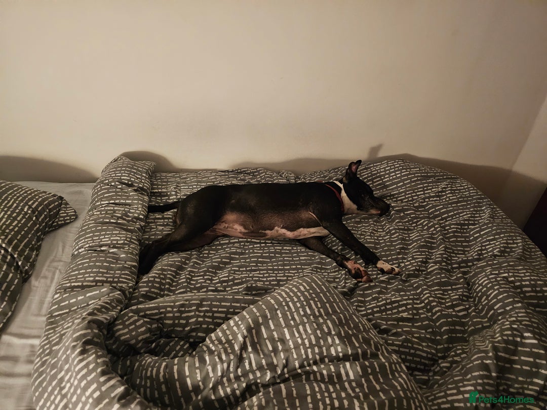 Staffordshire Bull Terrier dogs for sale: Loving & Protective Dog Looking for a Forever Home - Image 5