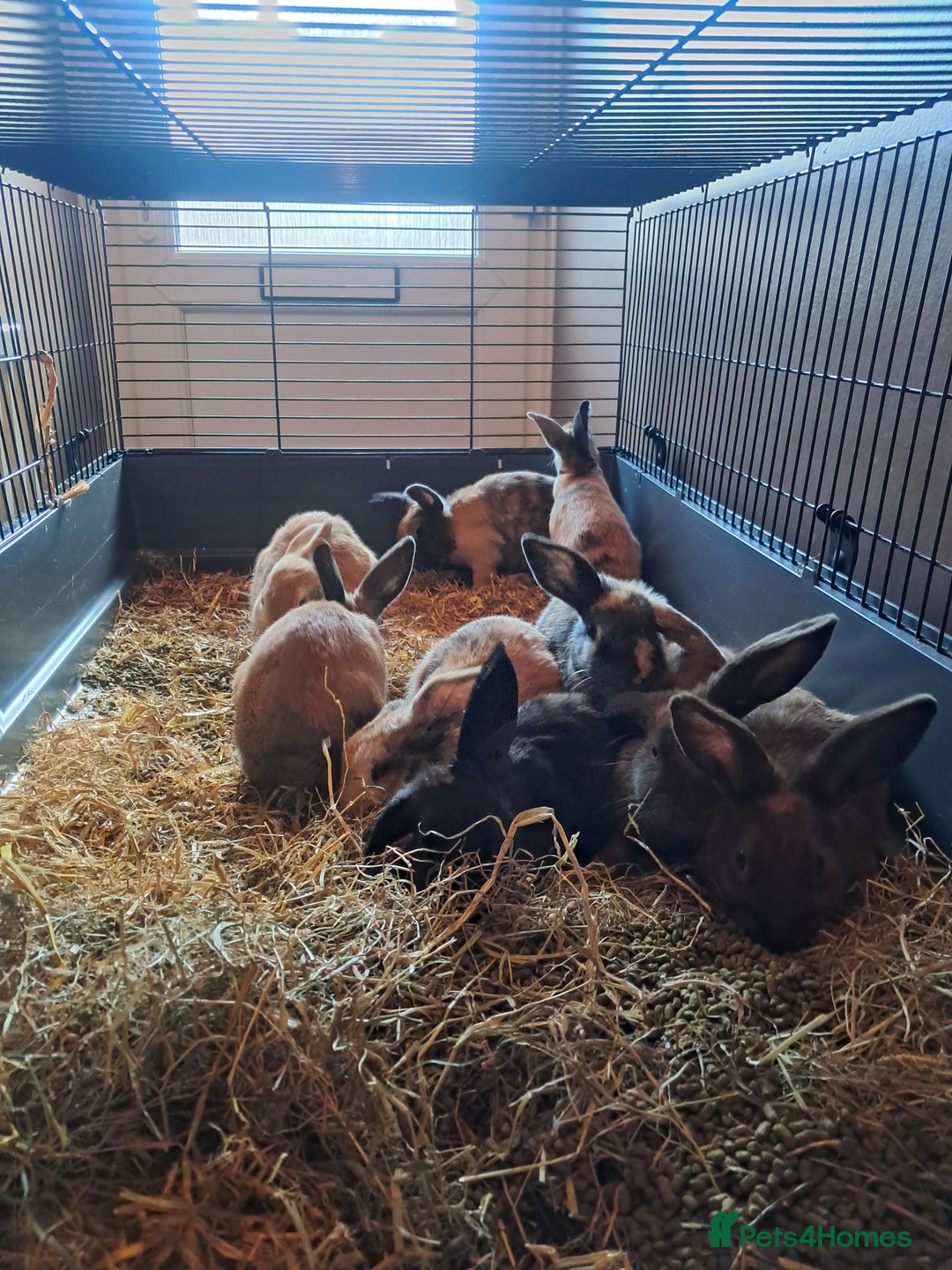 Mixed Breed rabbits for sale: Gorgeous litter of lop x bunnies  - Image 9