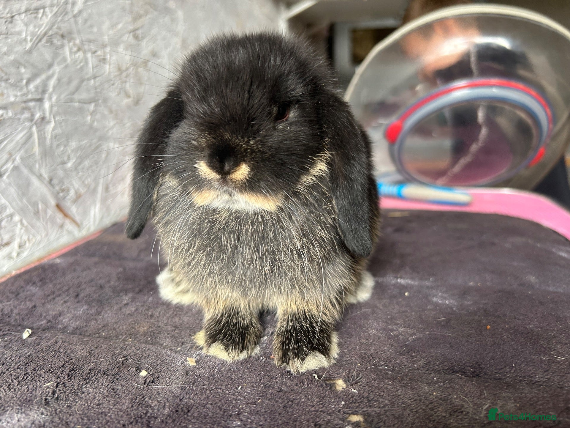 Mini Lop rabbits Mini lops - Advert 2