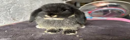 Mini Lop rabbits for sale: Mini lops - Advert 2