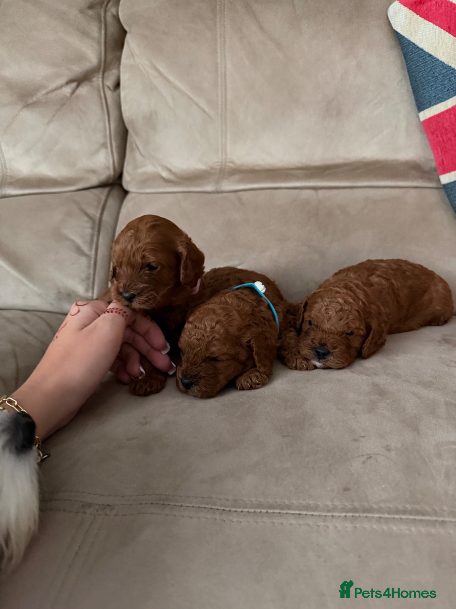 Cavapoo dogs Cavapoo puppies for sale  - Advert 1