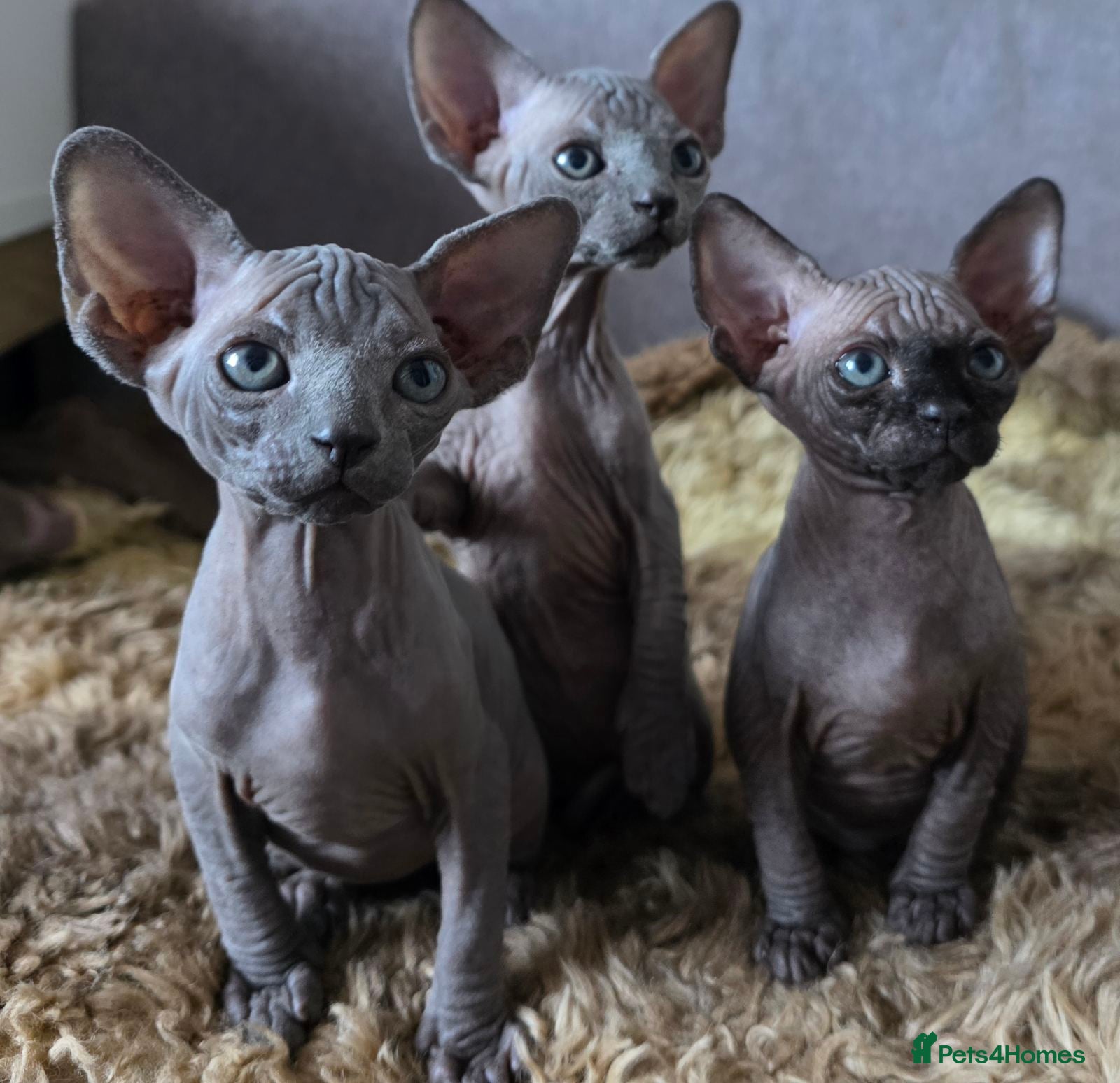Sphynx cats FIFe registered stunning Sphynx kittens - Advert 1