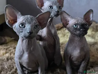 Sphynx cats FIFe registered stunning Sphynx kittens - Advert 1