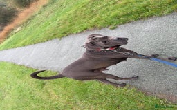 Cane Corso dogs for sale: Top Quality Purebred 8 Blue Cane Corso Puppies  - Advert 6