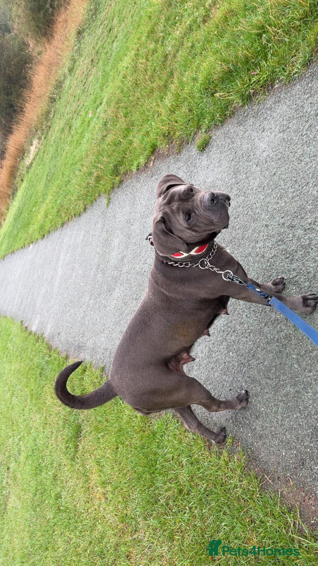 Cane Corso dogs for sale: Top Quality Purebred 8 Blue Cane Corso Puppies  - Advert 6