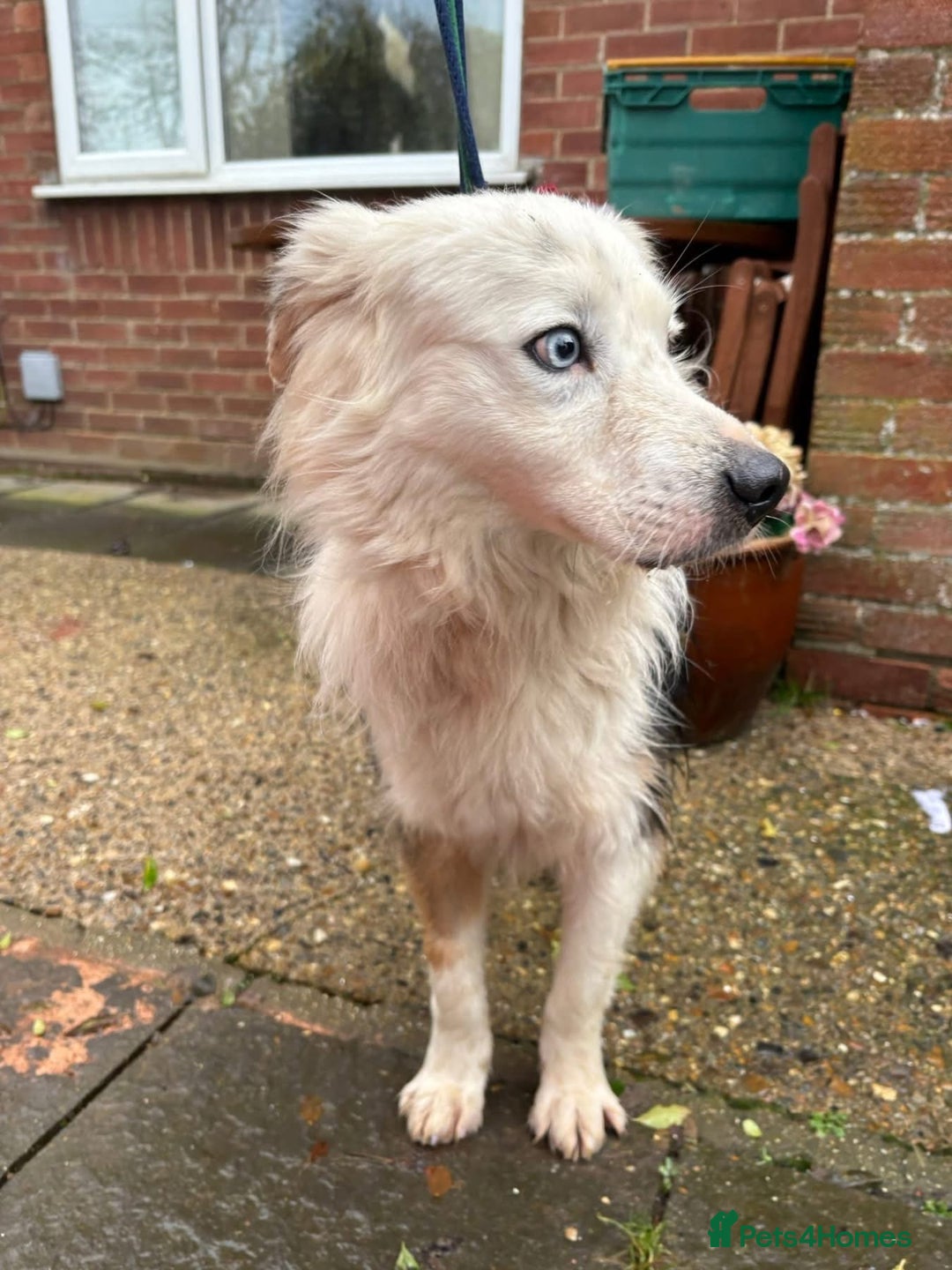 Border Collie dogs for adoption: Blue - Norwich Norfolk  - Advert 14