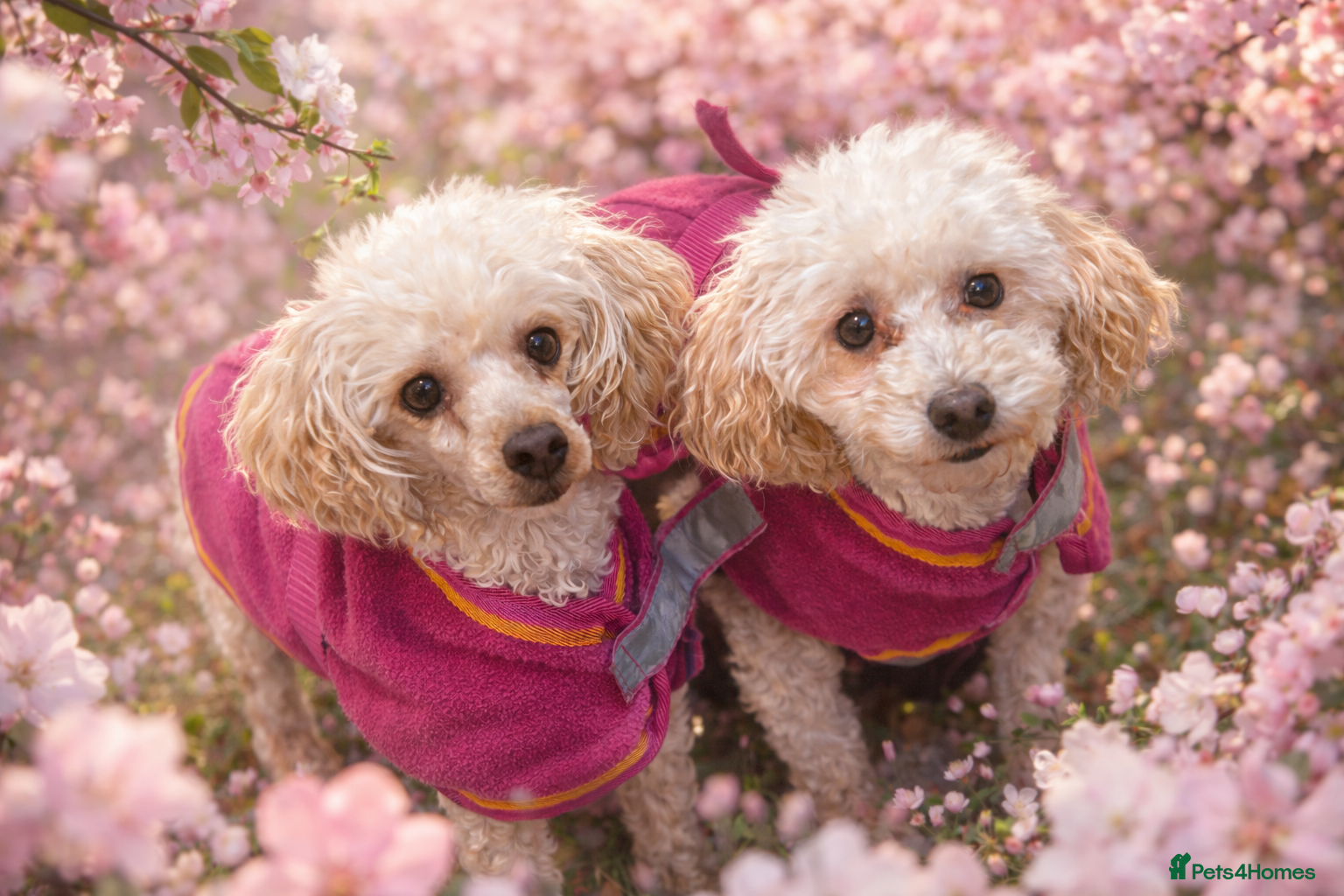 Toy Poodle dogs Toy Poodles looking for fab home - Advert 14