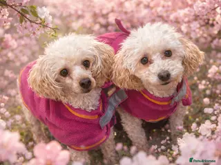 Toy Poodle dogs Toy Poodles looking for fab home - Advert 14