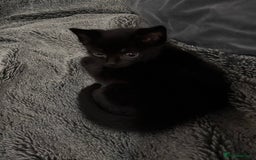 Mixed Breed cats for sale: 7 Gorgeous mixed kittens - Image 30