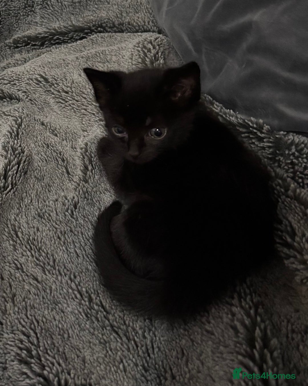 Mixed Breed cats for sale: 7 Gorgeous mixed kittens - Image 30