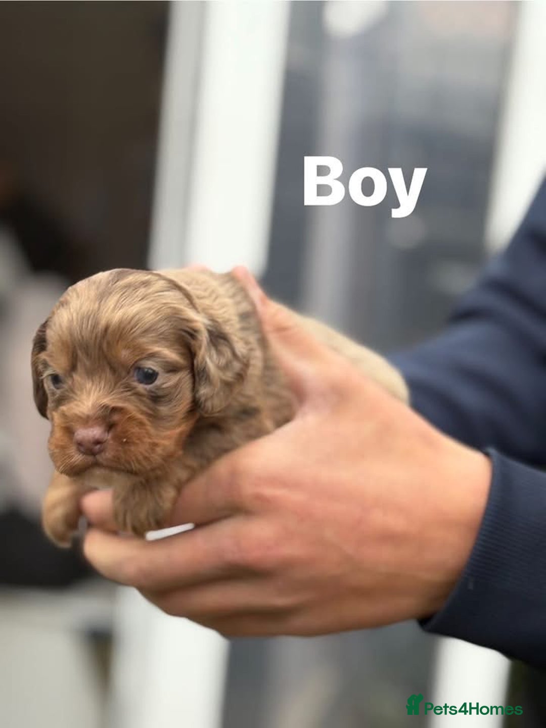 Cocker Spaniel dogs for sale: Cocker spaniel pups - Image 6