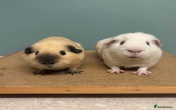 Guinea Pig rodents for sale: Californian & Dark eyed white pair - Image 2