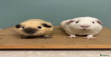 Guinea Pig rodents - Advert 2