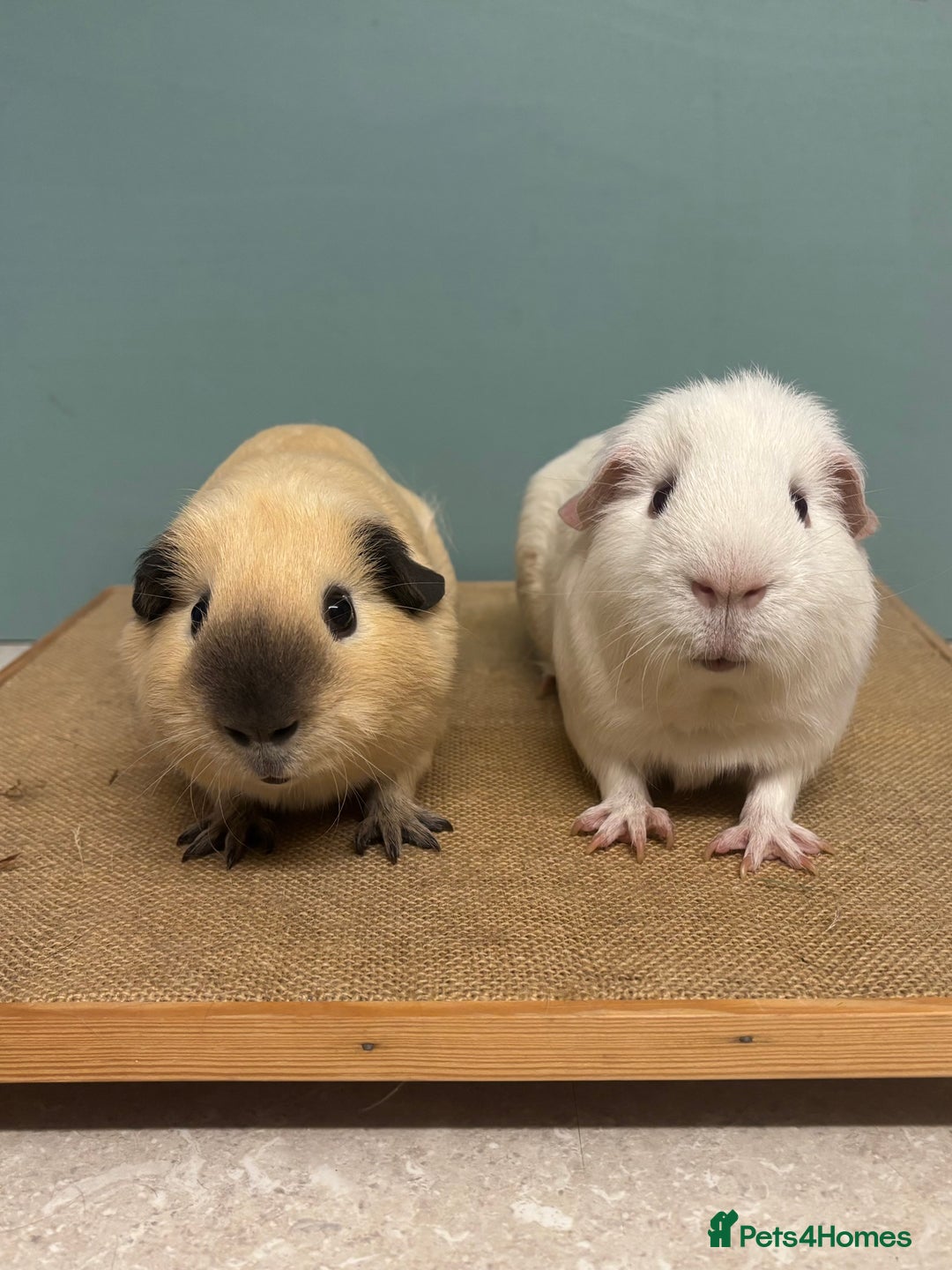 Guinea Pig rodents for sale: Californian & Dark eyed white pair - Image 2