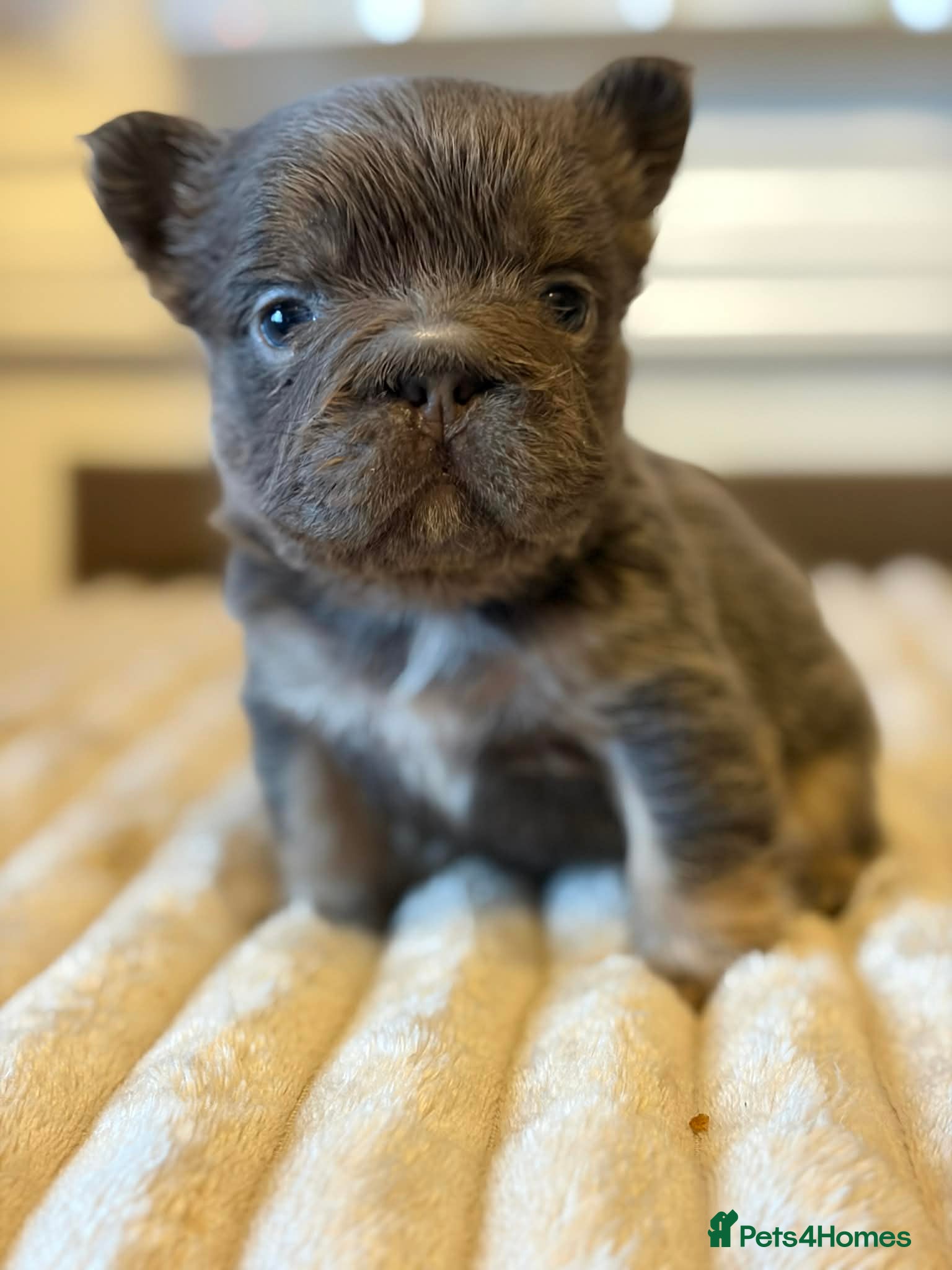 French Bulldog dogs 5 AMAZING QUALITY FRENCH BULLDOG PUPS  - Advert 2