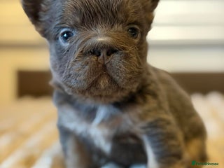 French Bulldog dogs 5 AMAZING QUALITY FRENCH BULLDOG PUPS - Advert 3