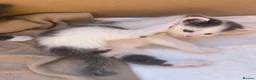Mixed Breed cats for sale: 3 beautiful kittens ready in 4 weeks  - Advert 3