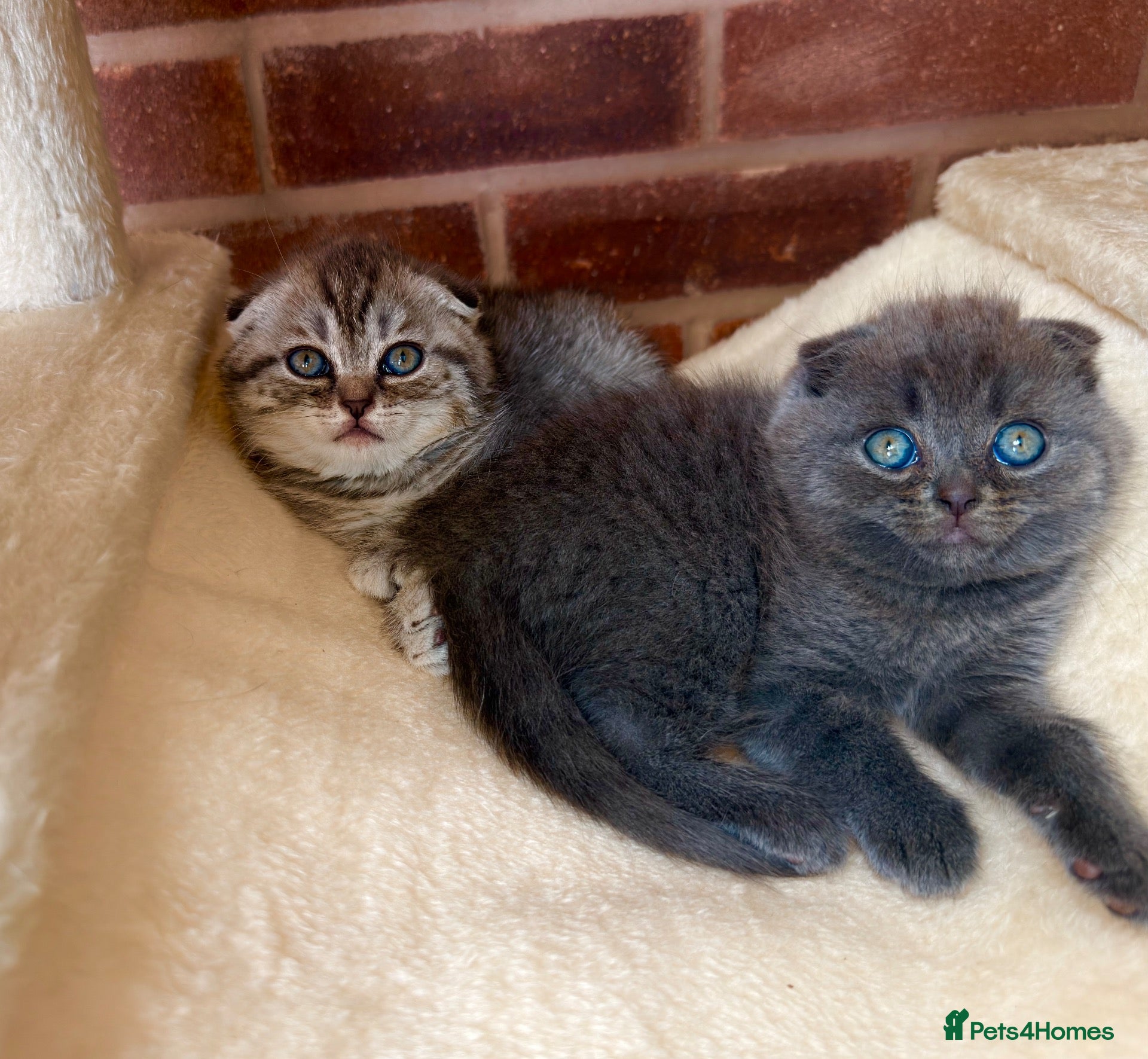 Scottish Fold cats 😊Tabby Scottish fold  - Advert 2