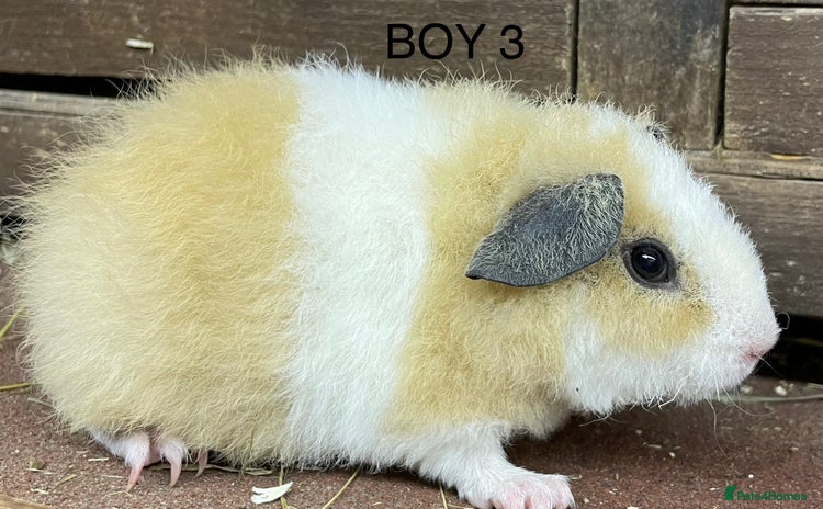 Guinea Pig rodents - Advert 5