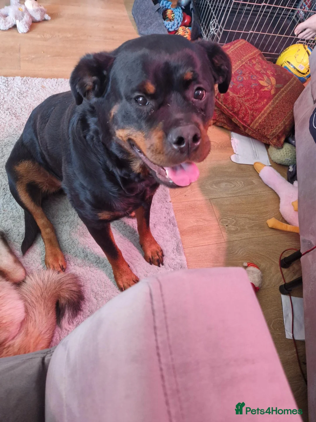 Mixed Breed dogs for sale: Rottweiler and Amercian akita  - Advert 2