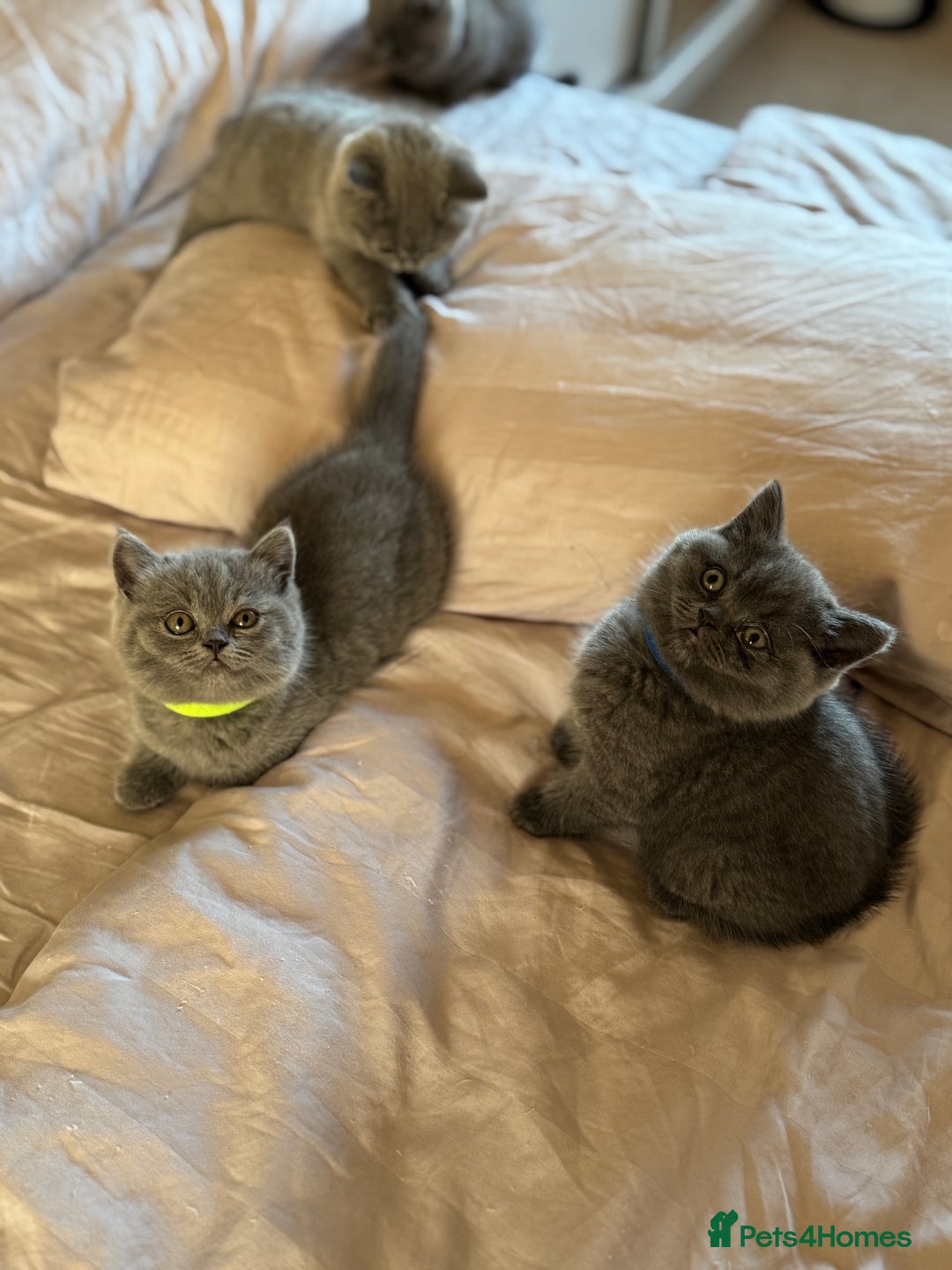 British Shorthair cats for sale: 🐾 British Shorthair Kittens – 8 Weeks Old  - Image 15