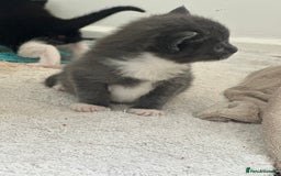 British Shorthair cats for sale: British short hair cross kittens - Image 3