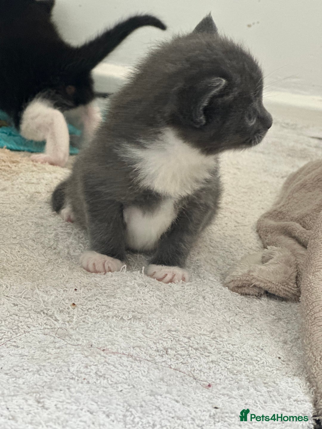 British Shorthair cats for sale: British short hair cross kittens - Image 3