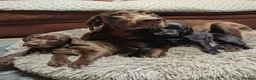 German Shorthaired Pointer dogs for sale: Fantastic KC registered Solid working GSP's. - Advert 6