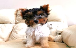Yorkshire Terrier dogs for sale: Biewer Yorkshire Terrier🐶 Two Boys🧬PURE BLOOD in Hull - Image 3